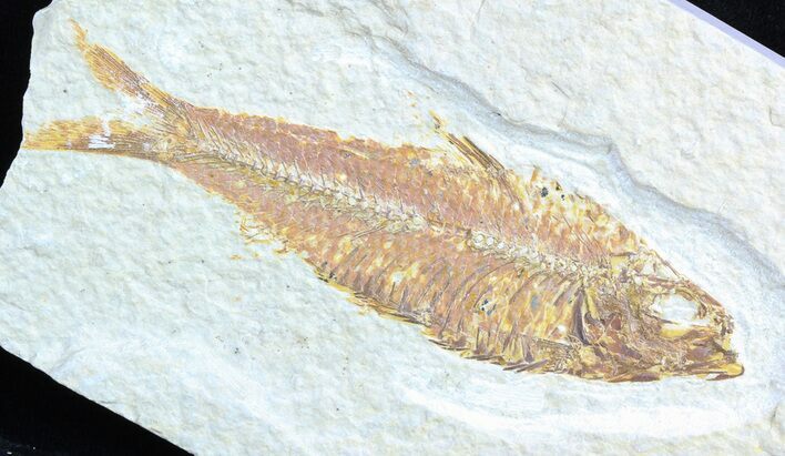Bargain, Knightia Fossil Fish - Wyoming #50581
